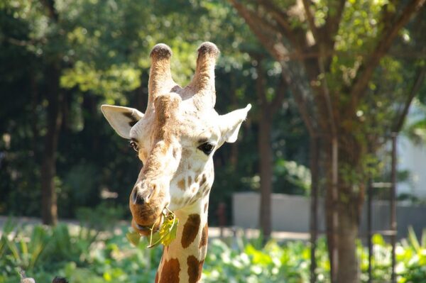 The photo shows Guangzhou Zoo, taken by Mathias Apitz.